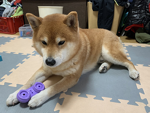 悪いことをしていた小太郎くん