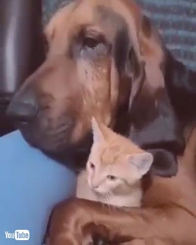 「Bloodhound Doesn't Want to Stop Cuddling Kitten || ViralHogg」