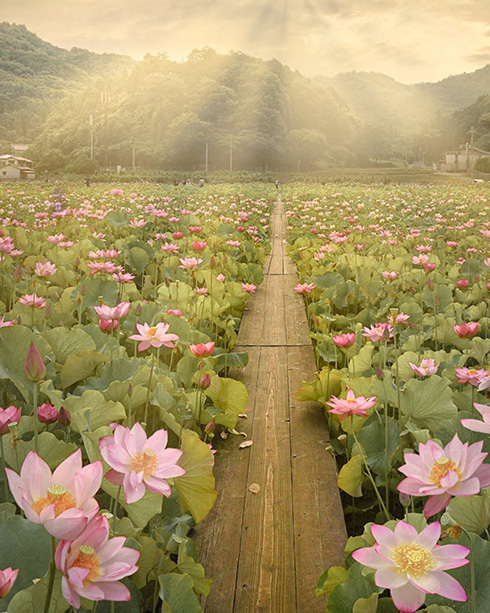 撮影者「うっかり成仏しそうになりました」　極楽みたいな写真が幻想的ですごい