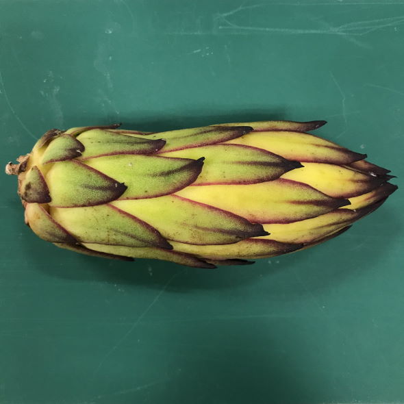 渋谷区ふれあい植物センター ドラゴンフルーツ つぼみ 分解