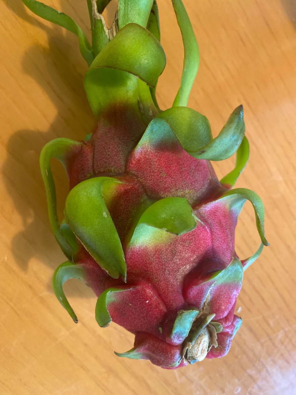 渋谷区ふれあい植物センター ドラゴンフルーツ つぼみ 分解