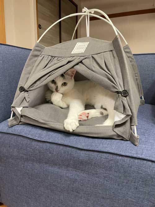 猫 ダイソー テント ペットハウス お気に入り