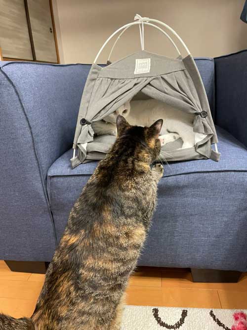 猫 ダイソー テント ペットハウス お気に入り