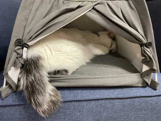 猫 ダイソー テント ペットハウス お気に入り