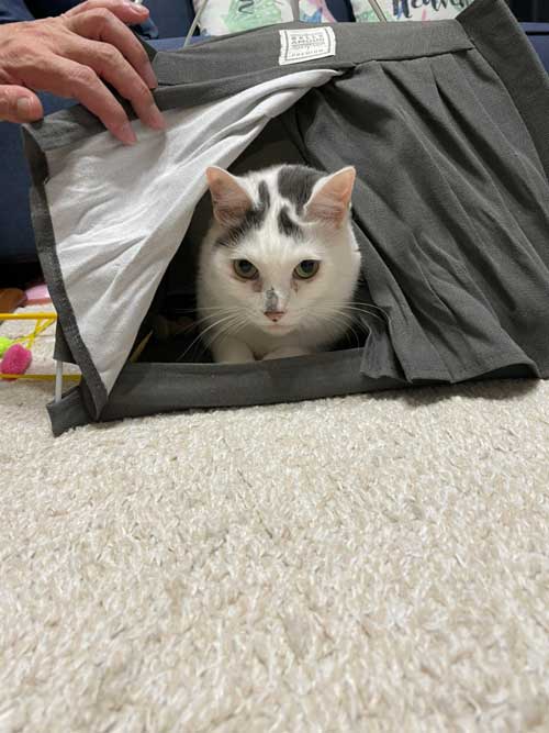 猫 ダイソー テント ペットハウス お気に入り