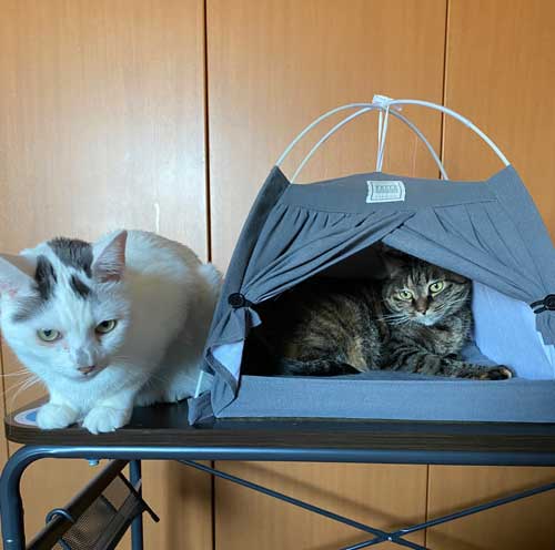 猫 ダイソー テント ペットハウス お気に入り