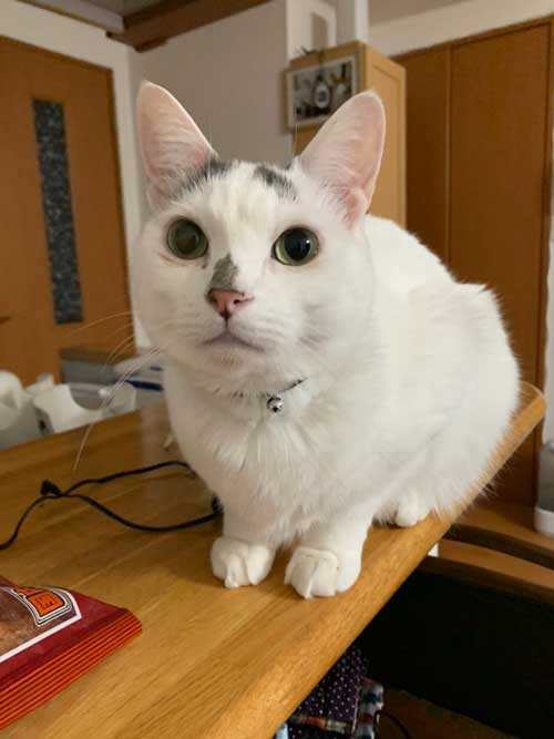 猫 ダイソー テント ペットハウス お気に入り