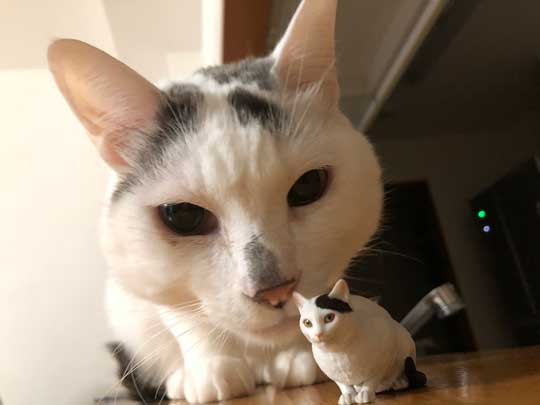 猫 ダイソー テント ペットハウス お気に入り