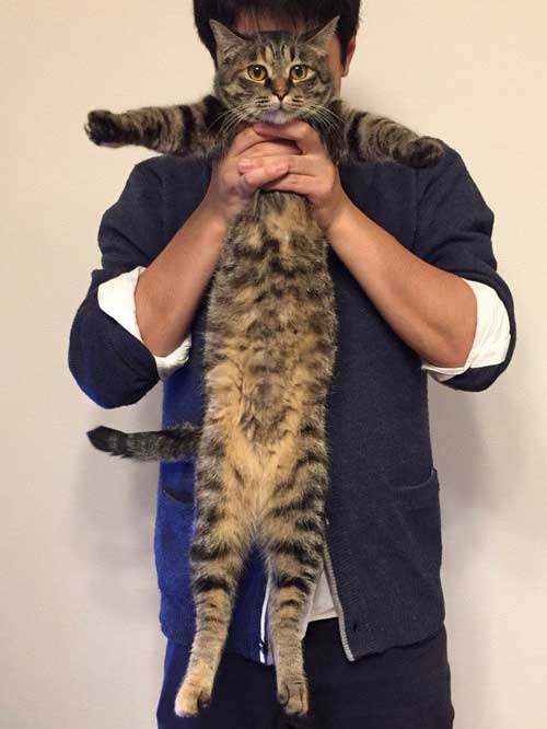 猫 ダイソー テント ペットハウス お気に入り