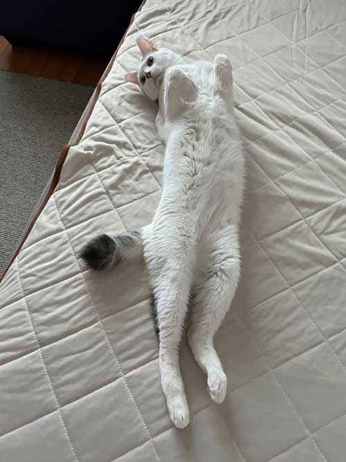 猫 ダイソー テント ペットハウス お気に入り