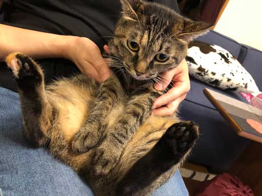 猫 ダイソー テント ペットハウス お気に入り