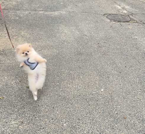 犬 散歩 ワクワク 二足歩行 ポメラニアン
