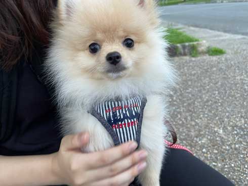 犬 散歩 ワクワク 二足歩行 ポメラニアン