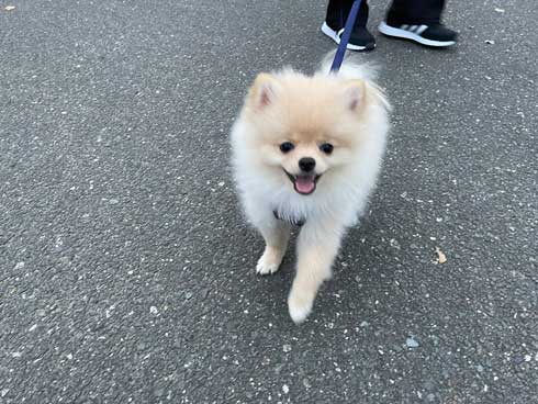 犬 散歩 ワクワク 二足歩行 ポメラニアン