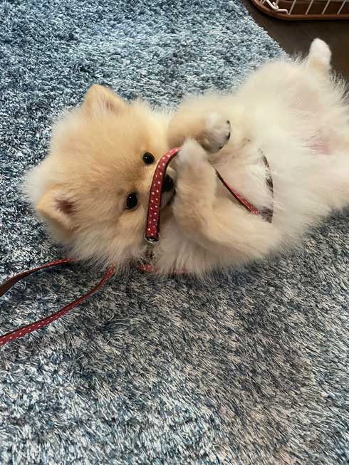 犬 散歩 ワクワク 二足歩行 ポメラニアン