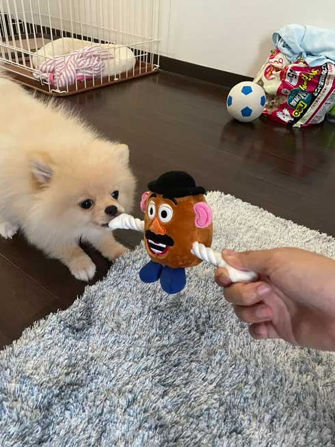 犬 散歩 ワクワク 二足歩行 ポメラニアン