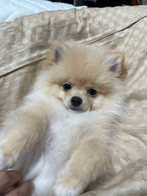 犬 散歩 ワクワク 二足歩行 ポメラニアン