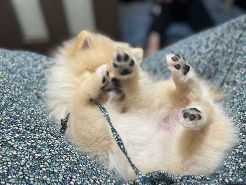犬 散歩 ワクワク 二足歩行 ポメラニアン