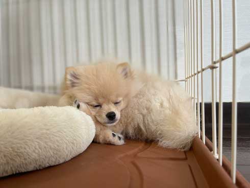 犬 散歩 ワクワク 二足歩行 ポメラニアン