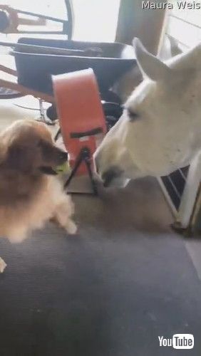 「Golden George Wants to Play Ball with Horse || ViralHog」