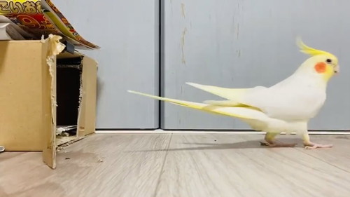 車庫入れ上手のウニちゃん