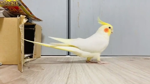 車庫入れ上手のウニちゃん