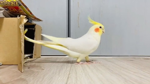 車庫入れ上手のウニちゃん