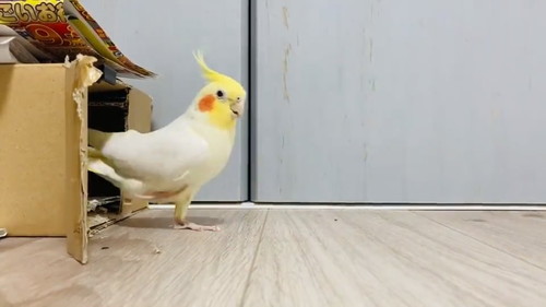 車庫入れ上手のウニちゃん