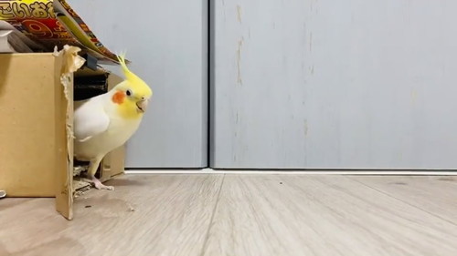 車庫入れ上手のウニちゃん