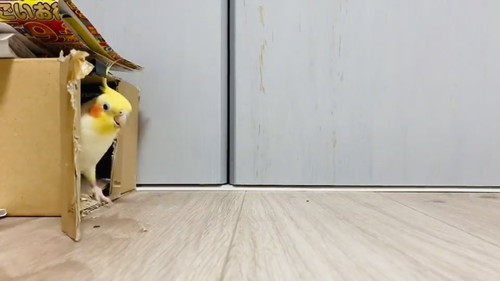 車庫入れ上手のウニちゃん