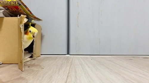 車庫入れ上手のウニちゃん