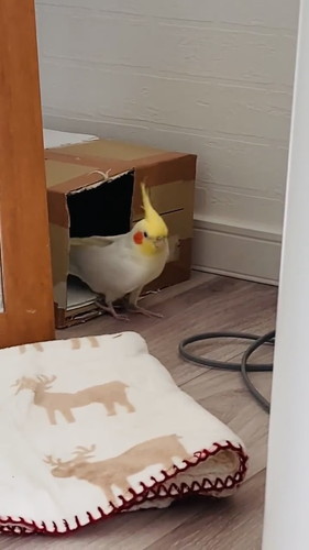 車庫入れ上手のウニちゃん