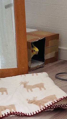 車庫入れ上手のウニちゃん