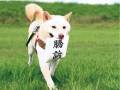 柴犬「勝訴〜！　勝訴です！」　うれしそうに判決をお知らせするワンコがかわいい