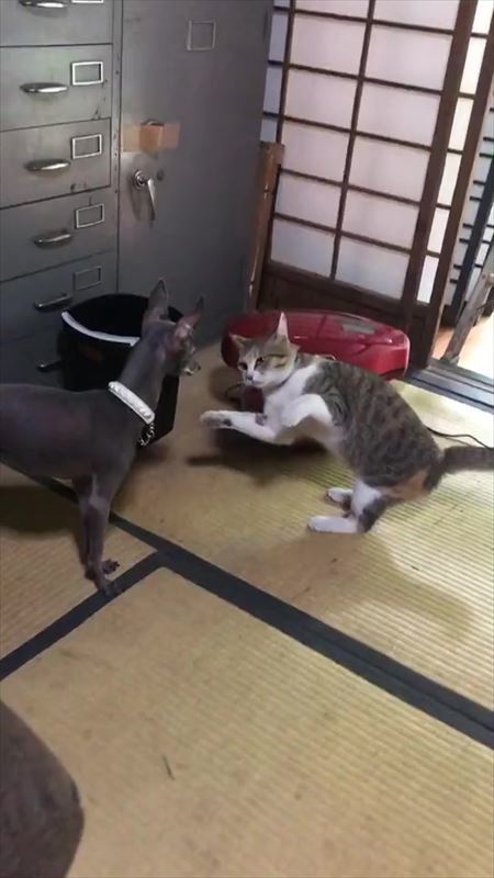 猫