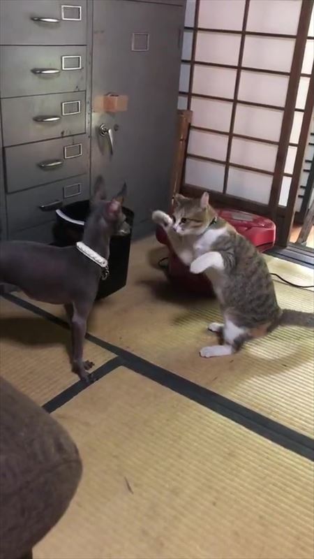 猫