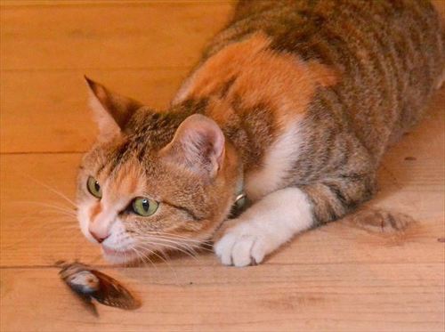 猫