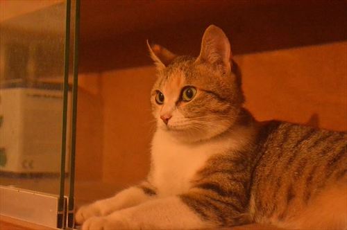 猫