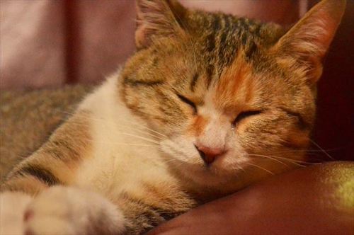 猫
