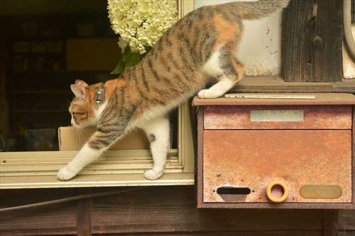 猫