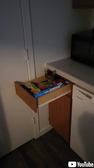 引き出しで昼寝していた猫ちゃん