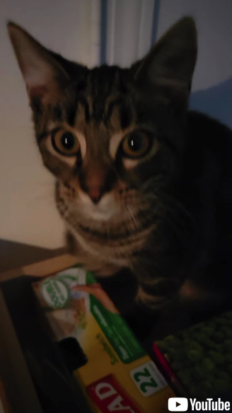 引き出しで昼寝していた猫ちゃん