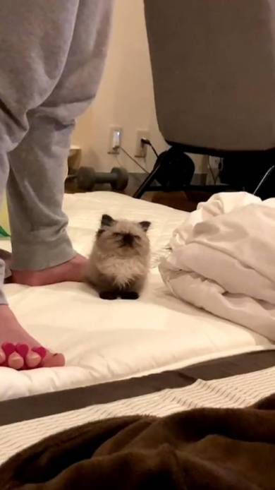 子猫 眠そう 麦ちゃん