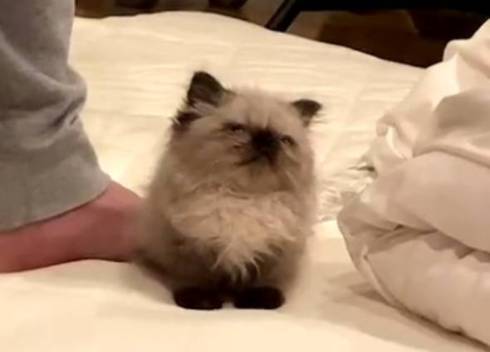 子猫 眠そう 麦ちゃん