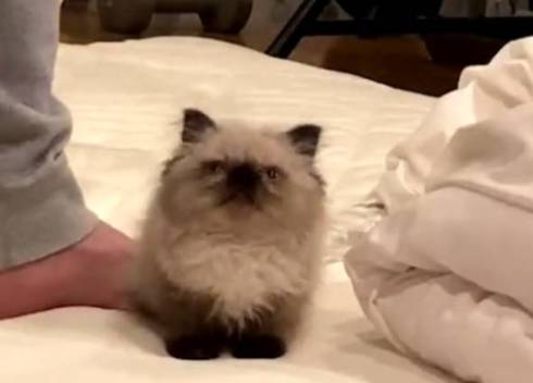 子猫 眠そう 麦ちゃん