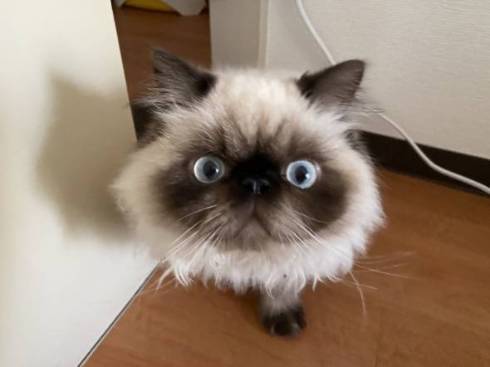 子猫 眠そう 麦ちゃん