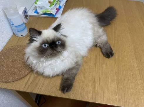 子猫 眠そう 麦ちゃん