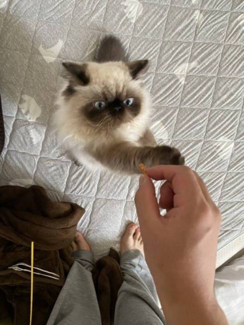 子猫 眠そう 麦ちゃん