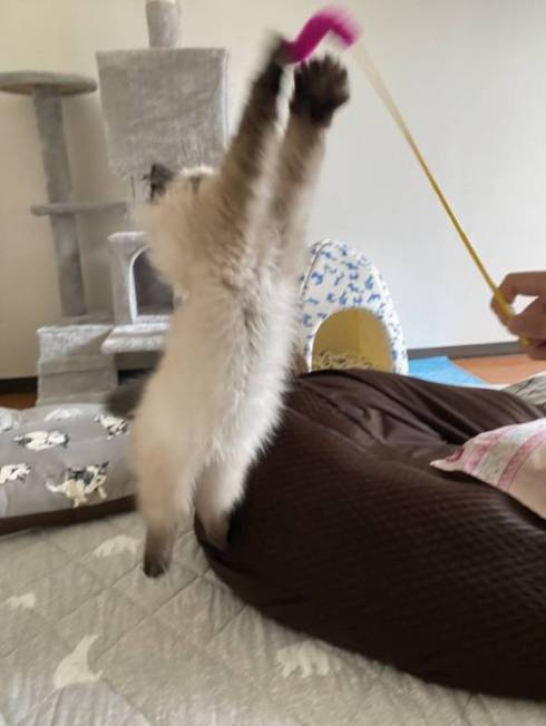 子猫 眠そう 麦ちゃん