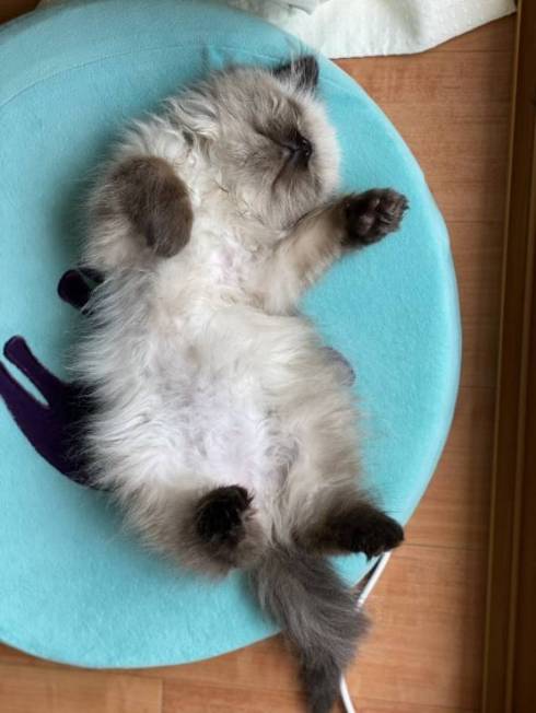 子猫 眠そう 麦ちゃん